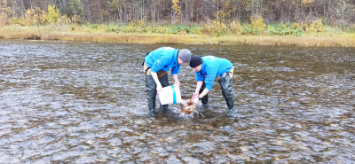 В бассейне реки Печора проведены исследования по оценке условий и состояния естественного воспроизводства атлантического лосося