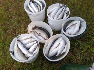 Мониторинг промышленного рыболовства на реке Печоре