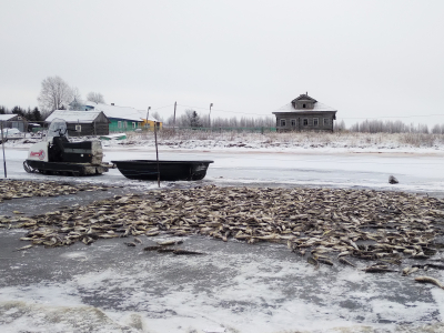 В Двинском заливе Белого моря проведены научно-исследовательские работы по зимненерестующим видам рыб.