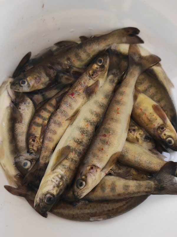 Выпуск молоди атлантического лосося в Республике Карелия