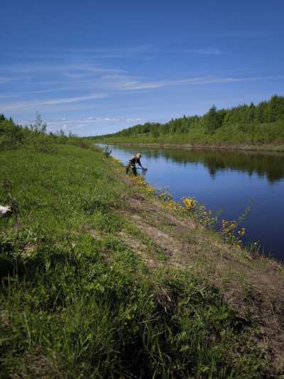 Проведены работы по исследованию кормовой базы рыб в бассейне реки Зимняя Золотица