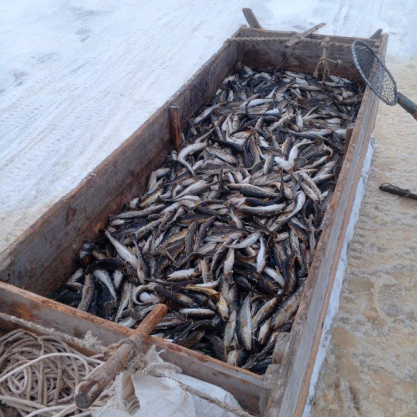 Научно-исследовательские работы в Двинском заливе Белого моря по зимненерестующим видам рыб